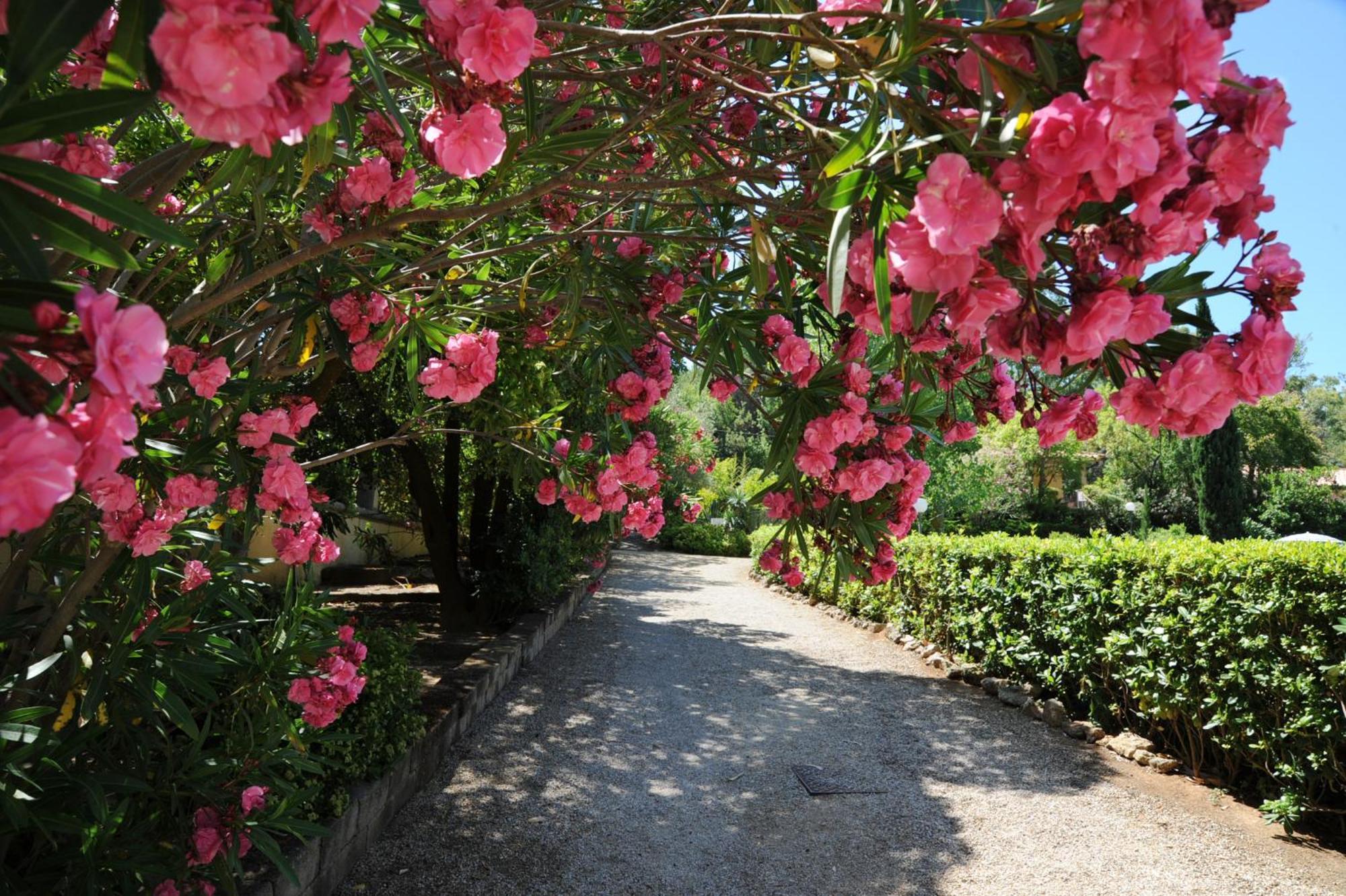 Villa Teresa Porto Azzurro Eksteriør bilde